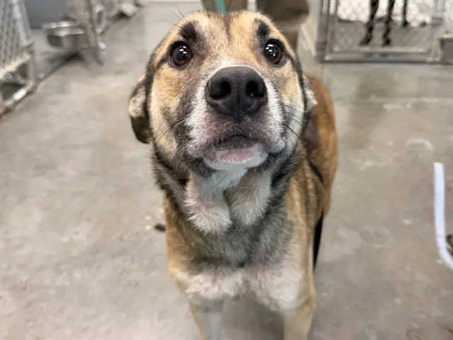 Gadget - Labrador Retriever