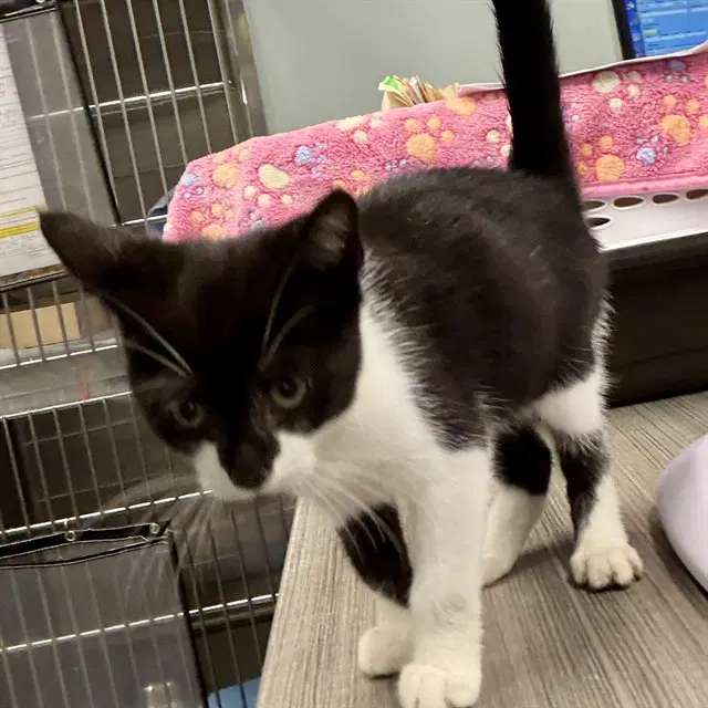 Onboarding - Domestic Short Hair