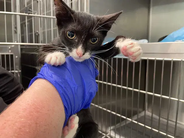 Fedex - Domestic Short Hair