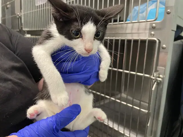 Ups - Domestic Short Hair