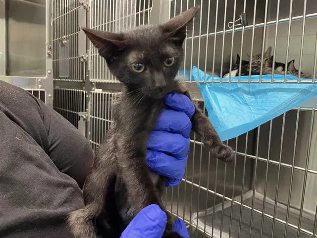 Mailroom - Domestic Short Hair