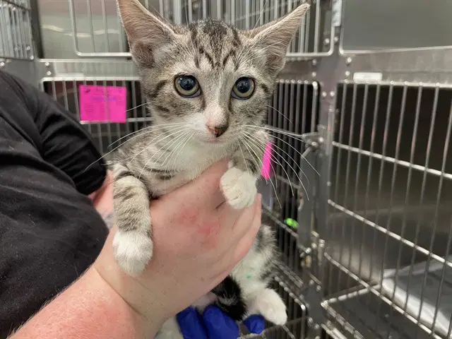 Delivery - Domestic Short Hair