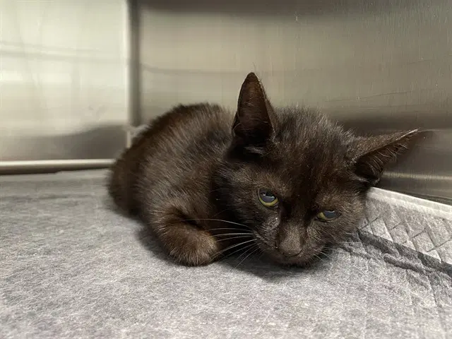 Lt Steve - Domestic Short Hair