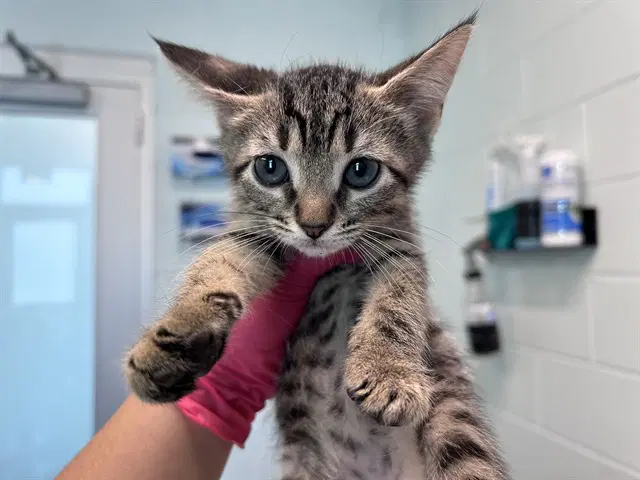 Publix - Domestic Short Hair