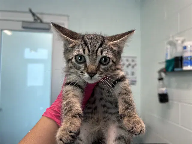 Deli - Domestic Short Hair