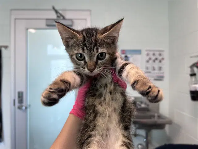 Permit - Domestic Short Hair