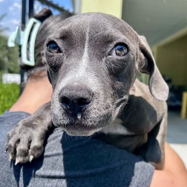 Wanda - Weimaraner
