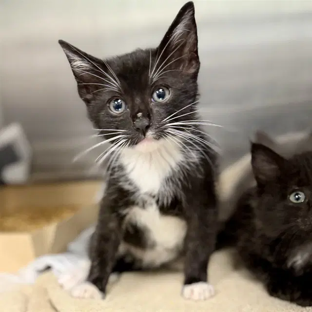 Firehouse - Domestic Short Hair