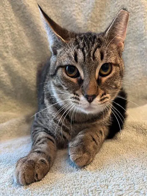 Star - Domestic Short Hair
