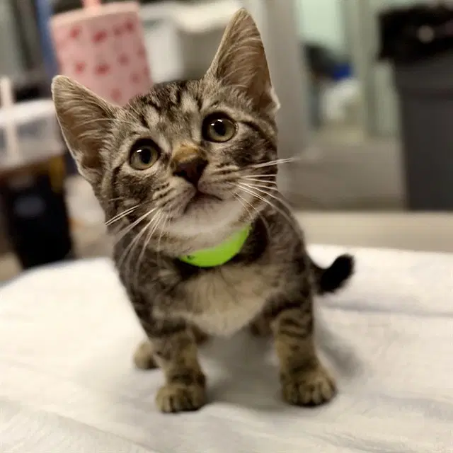 Missy - Domestic Short Hair