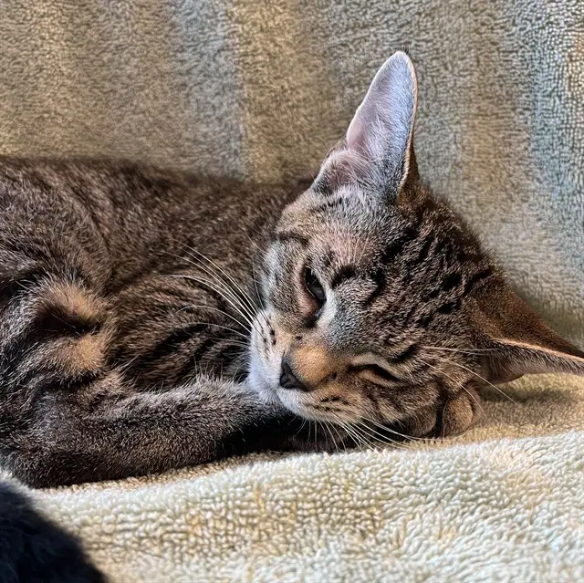 Sushi - Domestic Short Hair