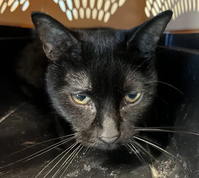 Blink - Domestic Short Hair