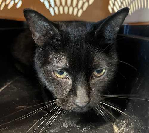 picture of the cat needing adoption