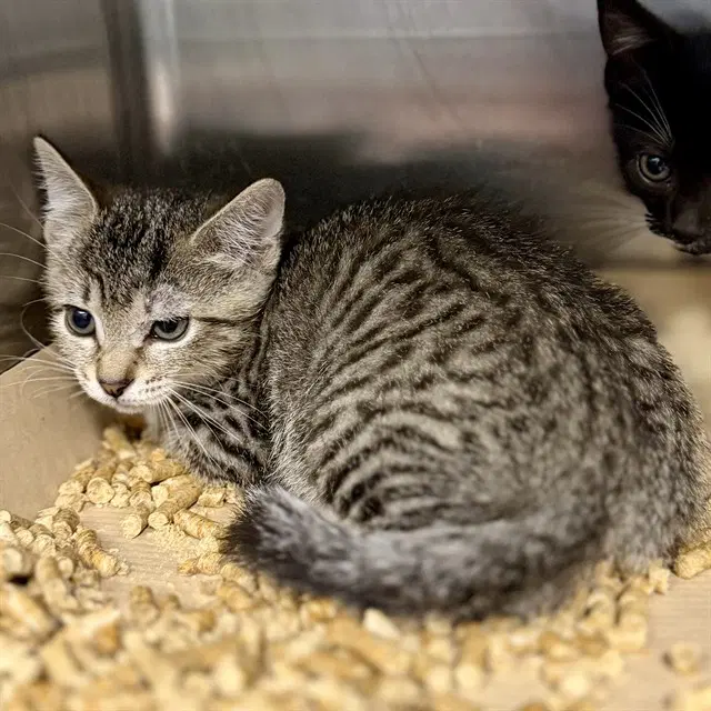 Piper - Domestic Short Hair