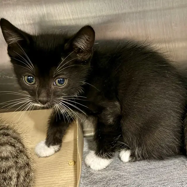 Runt - Domestic Short Hair