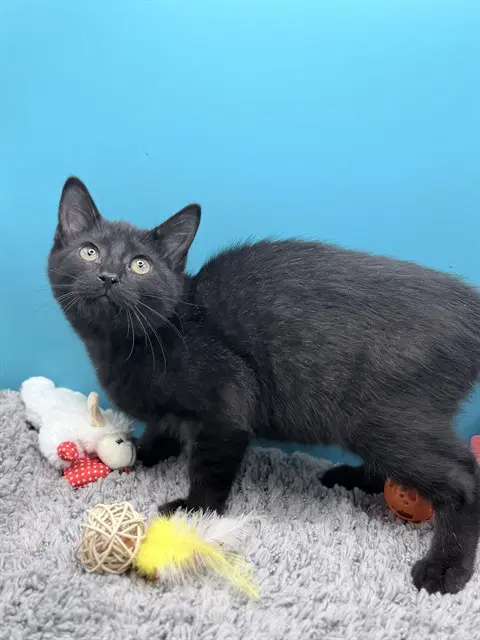Mr Biggins - Domestic Short Hair