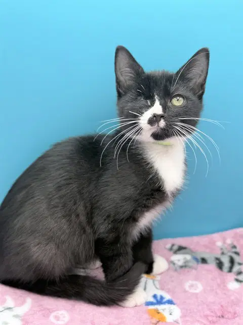Siegfried - Domestic Short Hair