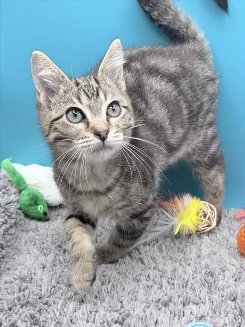Tristan - Domestic Short Hair