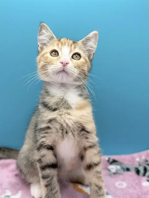 Jenny - Domestic Short Hair