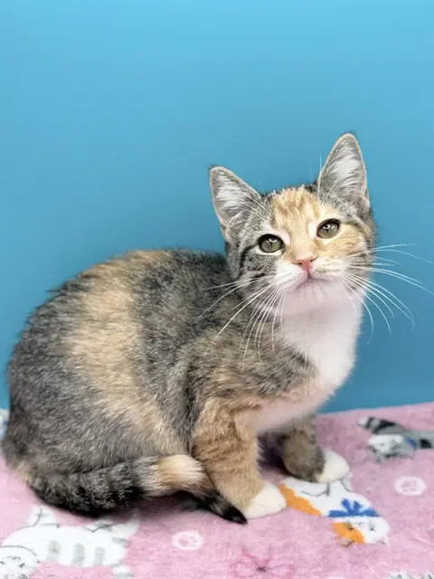 Helen - Domestic Short Hair