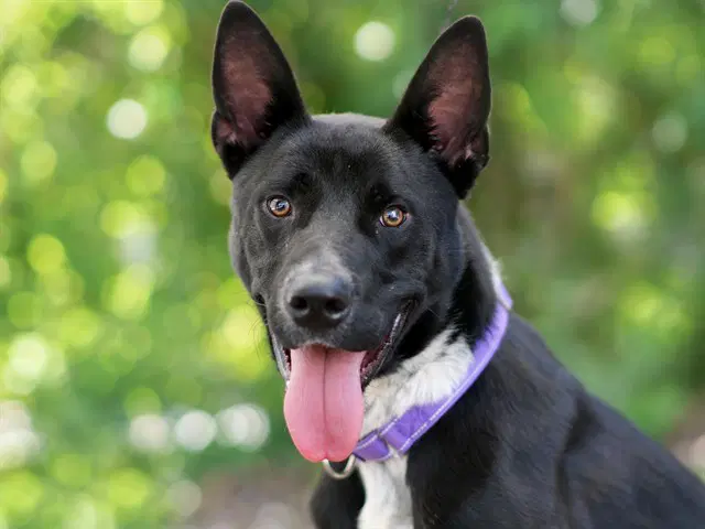 Beetle - Labrador Retriever