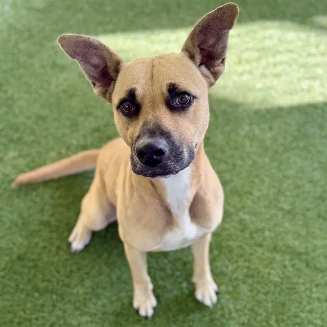 Canva - Black Mouth Cur