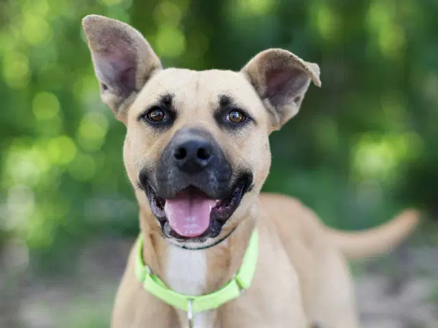 Canva - Black Mouth Cur
