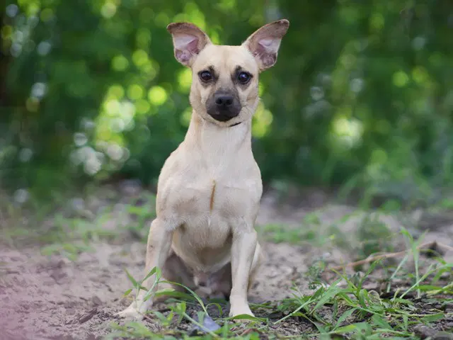 Skipper - Chihuahua