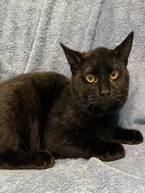 Mighty - Domestic Short Hair