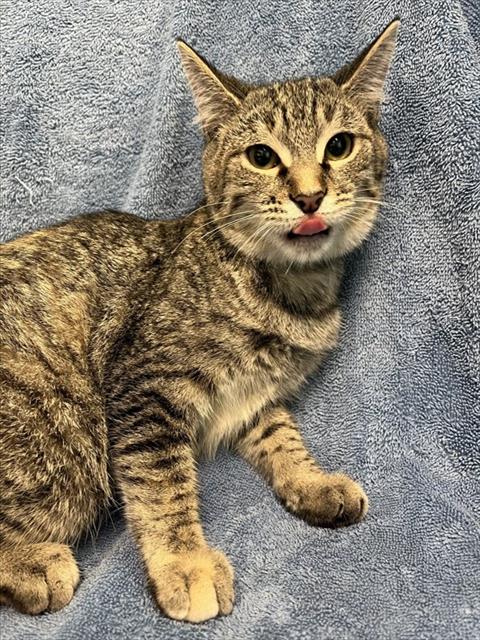 Sasha - Domestic Short Hair