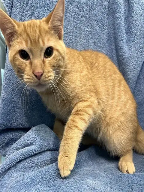 Mouse - Domestic Short Hair