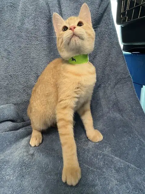 Trent - Domestic Short Hair
