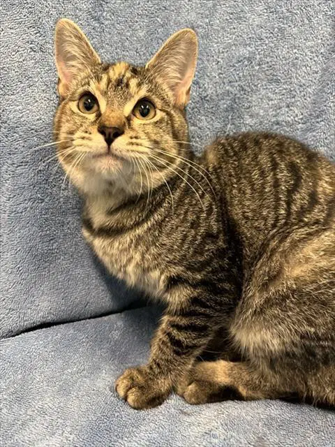 Penny - Domestic Short Hair