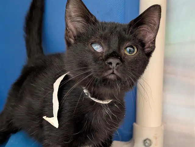 Onyx - Domestic Short Hair