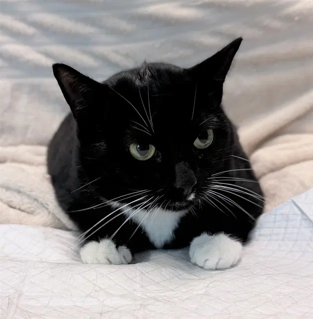Mavis - Domestic Short Hair