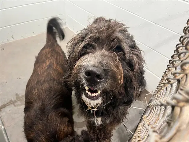 Lady - Poodle (Standard)