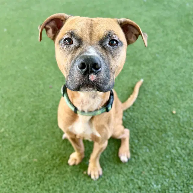 Wheeler - Black Mouth Cur