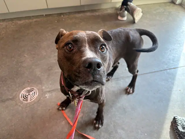 Potter - American Staffordshire Terrier