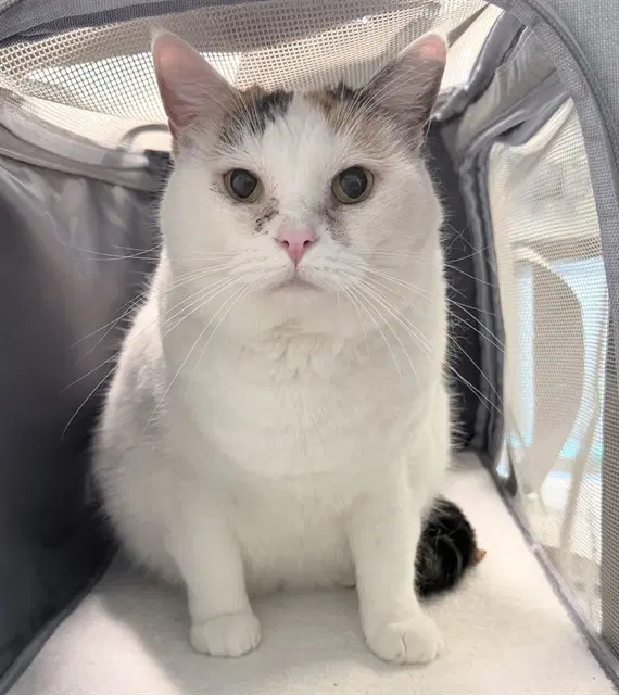Samantha - Domestic Short Hair