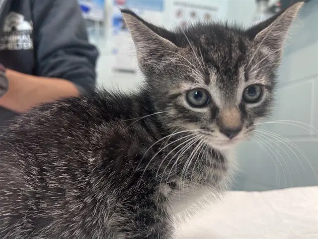 Pallet Jack - Domestic Short Hair