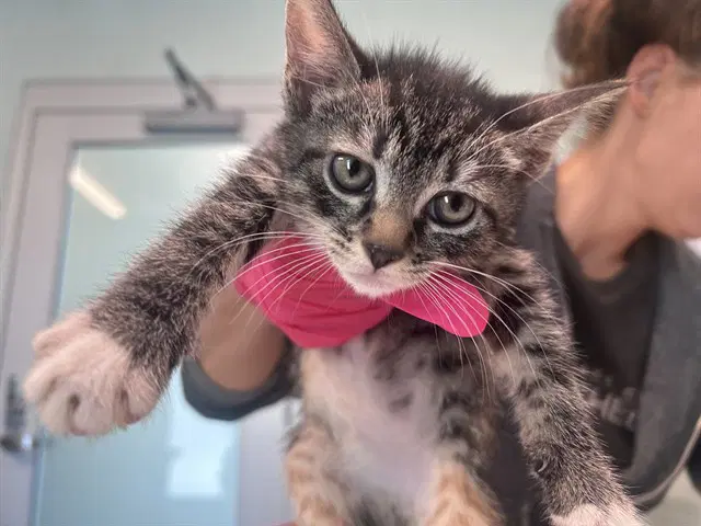 Boom Lift - Domestic Short Hair