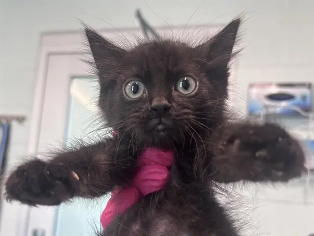Forklift - Domestic Short Hair