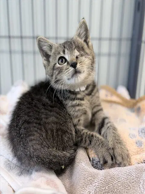 Unknown - Domestic Short Hair