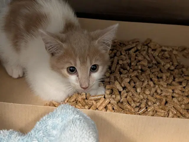 Sop - Domestic Short Hair