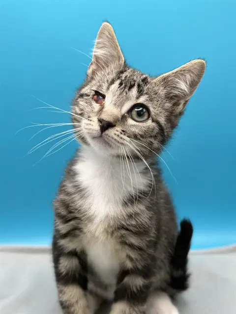 Littlefoot - Domestic Short Hair