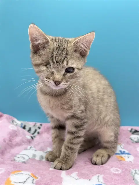 Petrie - Domestic Short Hair