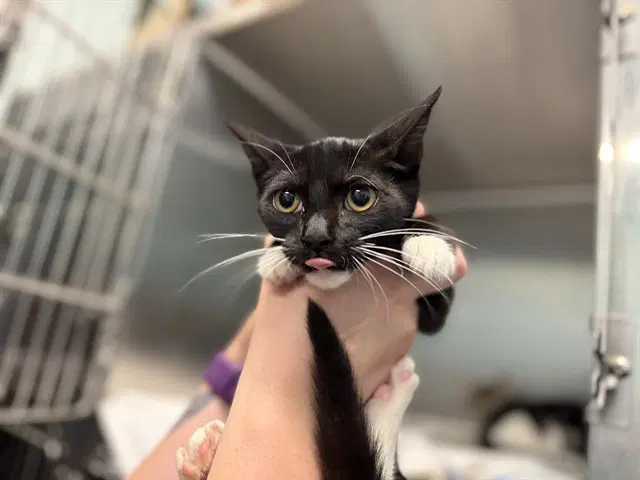 Cap Eraser - Domestic Short Hair