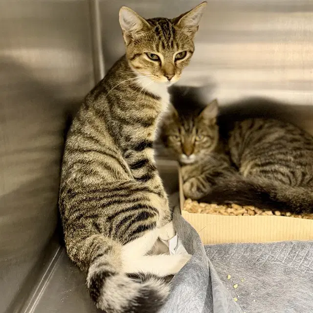 Dalia - Domestic Short Hair