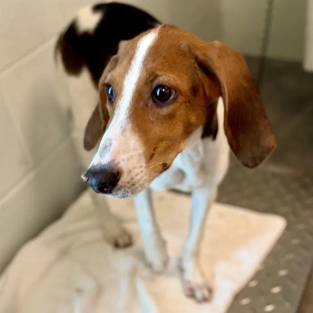 Barista - Treeing Walker Coonhound