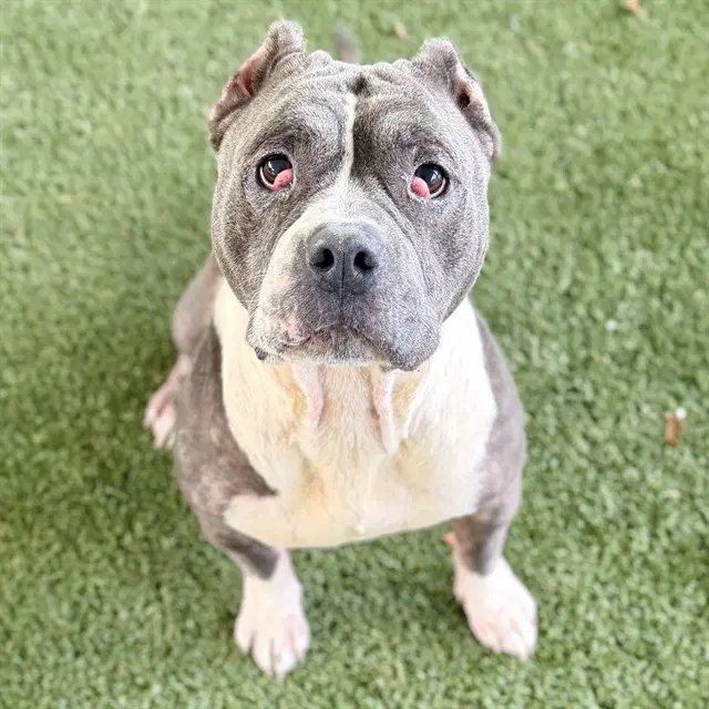 Dime - American Pit Bull Terrier